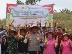 Kapolres Tasikmalaya Pimpin Langsung Panen Raya Jagung Di Kampung Tagog