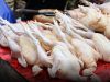 Ayam Tembus Rp25 Ribu Imbas Program MBG,Pemprov Jabar Turun Tangan Buru Mafia Distribusi