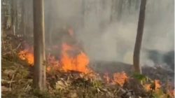 Damkar Tasikmalaya Kendalikan Karhutla 10 Hektare Lahan Karet Desa Padawaras Cipatujah