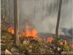 Damkar Tasikmalaya Kendalikan Karhutla 10 Hektare Lahan Karet Desa Padawaras Cipatujah